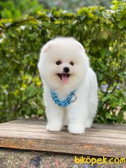 Show Class  Pomeranian Boo 1