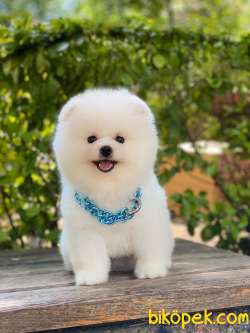Show Class  Pomeranian Boo 3
