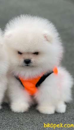 Show Class Pomeranian Boo 3