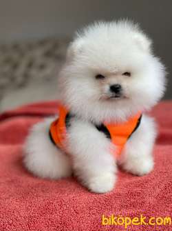 Show Class Pomeranian Boo 2