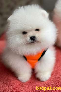 Show Class Pomeranian Boo 1