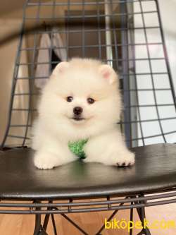 Show Class  Pomeranian  Boo ' Lar 2