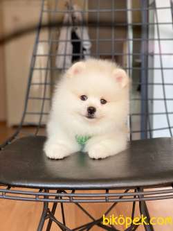 Show Class  Pomeranian  Boo ' Lar 3