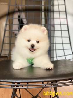 Show Class  Pomeranian  Boo ' Lar 1