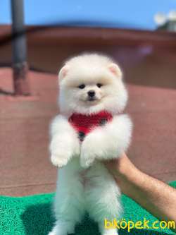 Show Class  Pomeranian  Boo ' Lar 3