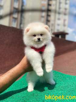 Show Class  Pomeranian  Boo ' Lar 2