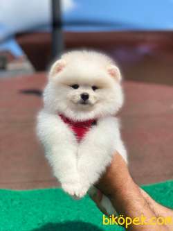 Show Class  Pomeranian  Boo ' Lar 1