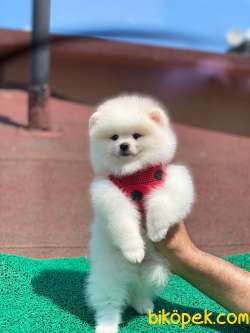 Show Class  Pomeranian  Boo ' Lar 4