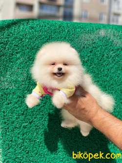 Show Class  Pomeranian  Boo ' Lar 1
