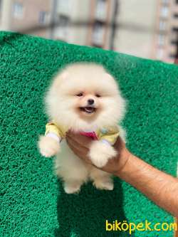 Show Class  Pomeranian  Boo ' Lar 3