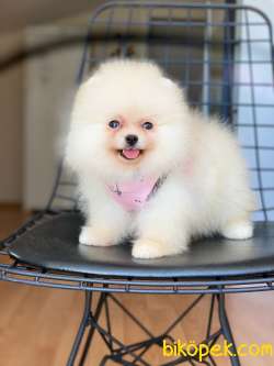 Show Class  Pomeranianlar 1