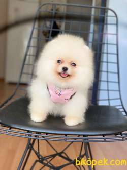 Show Class  Pomeranianlar 2