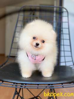 Show Class  Pomeranianlar 3