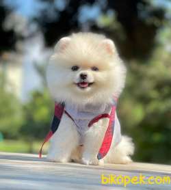 Show Class  Pomeranian  Boo ' Lar 3