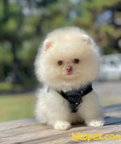 Show Class  Pomeranian  Boo ' Lar 4