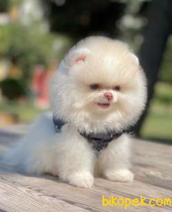 Show Class  Pomeranian  Boo ' Lar 2