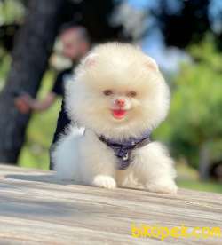 Show Class  Pomeranian  Boo ' Lar 1