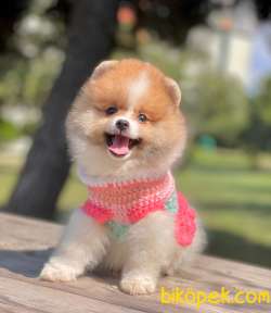 Show Class  Pomeranian  Boo ' Lar 2