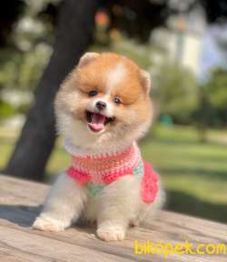 Show Class  Pomeranian  Boo ' Lar 4