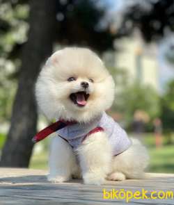 Show Class  Pomeranian  Boo ' Lar 3