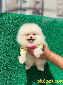 Show Class  Pomeranian  Boo 3