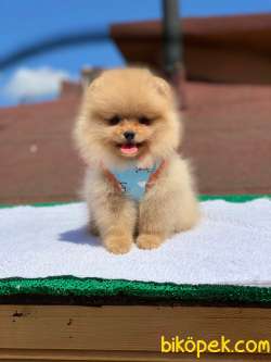 Show Class  Pomeranian  Boo 2