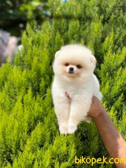 Show Class  Pomeranian  Boo 5