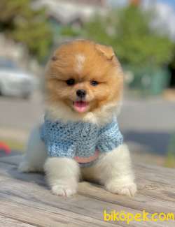 Show Class  Pomeranian  Boo ' Lar 2