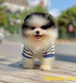 Show Class  Pomeranian  Boo ' Lar 4