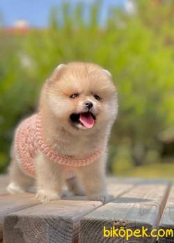 Show Class  Pomeranian  Boo ' Lar 5