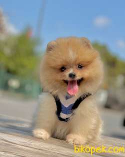Show Class  Pomeranian  Boo ' Lar 1