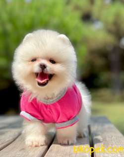 Show Class  Pomeranian  Boo ' Lar 3