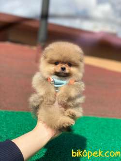 Show Class  Pomeranian  Boo Texy 3