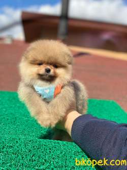 Show Class  Pomeranian  Boo Texy 1