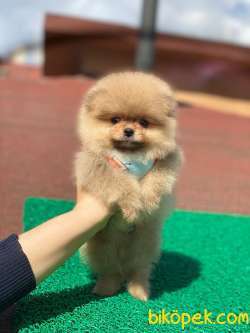 Show Class  Pomeranian  Boo Texy 2
