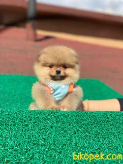 Show Class  Pomeranian  Boo Texy 5
