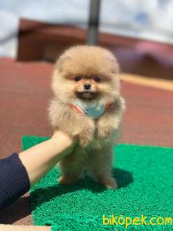 Show Class  Pomeranian  Boo Texy 4