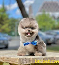 Show Class  Pomeranian  Boo ' Lar 3