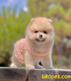 Show Class  Pomeranian  Boo ' Lar 2