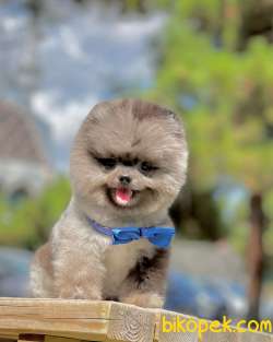 Show Class  Pomeranian  Boo ' Lar 4