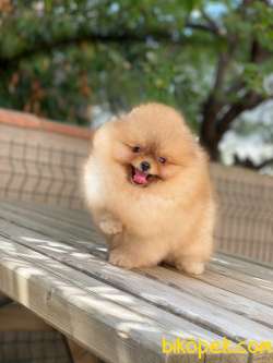 Show Class  Pomeranian  Boo ' Lar New