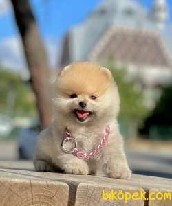 Show Class  Pomeranian  Boo ' Lar 3