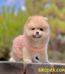Show Class  Pomeranian  Boo ' Lar 1