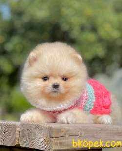 Erkek Show Class  Pomeranian Boo 1