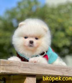 Erkek Show Class  Pomeranian Boo 3