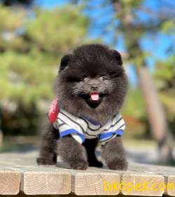 Pomeranian  Boo ' Lar Show Class 4