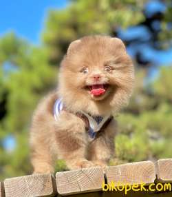 Pomeranian  Boo ' Lar Show Class 2