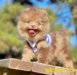 Pomeranian  Boo ' Lar Show Class 3