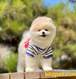 Show Class  Pomeranian  Boo ' Lar 2