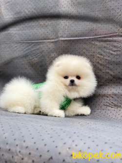 Show Class  Pomeranian  Boo ' Lar 4